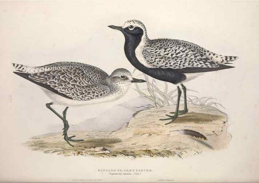Reproducción/Reproduction 46725674792: The birds of Europe.. London,Printed by R. and J.E. Taylor, pub. by the author,1837.. 