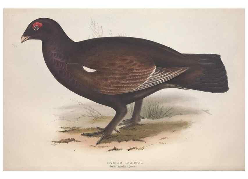 Reproducción/Reproduction 45863273075: The birds of Europe.. London,Printed by R. and J.E. Taylor, pub. by the author,1837.. 