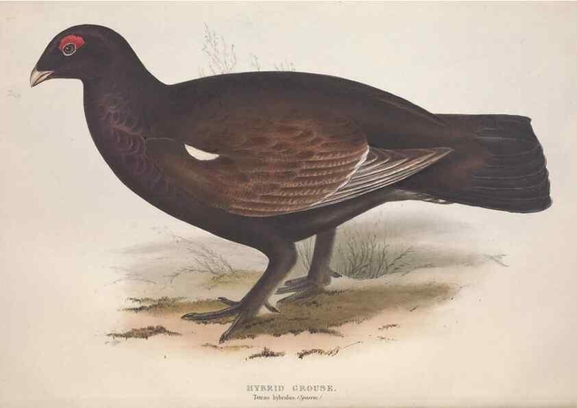 Reproducción/Reproduction 45863273075: The birds of Europe.. London,Printed by R. and J.E. Taylor, pub. by the author,1837.. 
