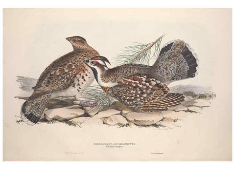 Reproducción/Reproduction 31836598247: The birds of Europe.. London,Printed by R. and J.E. Taylor, pub. by the author,1837.. 