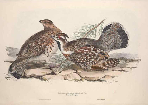 Reproducción/Reproduction 31836598247: The birds of Europe.. London,Printed by R. and J.E. Taylor, pub. by the author,1837.. 
