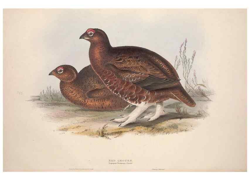 Reproducción/Reproduction 45863276735: The birds of Europe.. London,Printed by R. and J.E. Taylor, pub. by the author,1837.. 