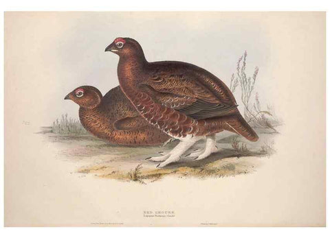 Reproducción/Reproduction 45863276735: The birds of Europe.. London,Printed by R. and J.E. Taylor, pub. by the author,1837.. 