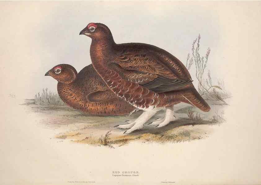 Reproducción/Reproduction 45863276735: The birds of Europe.. London,Printed by R. and J.E. Taylor, pub. by the author,1837.. 
