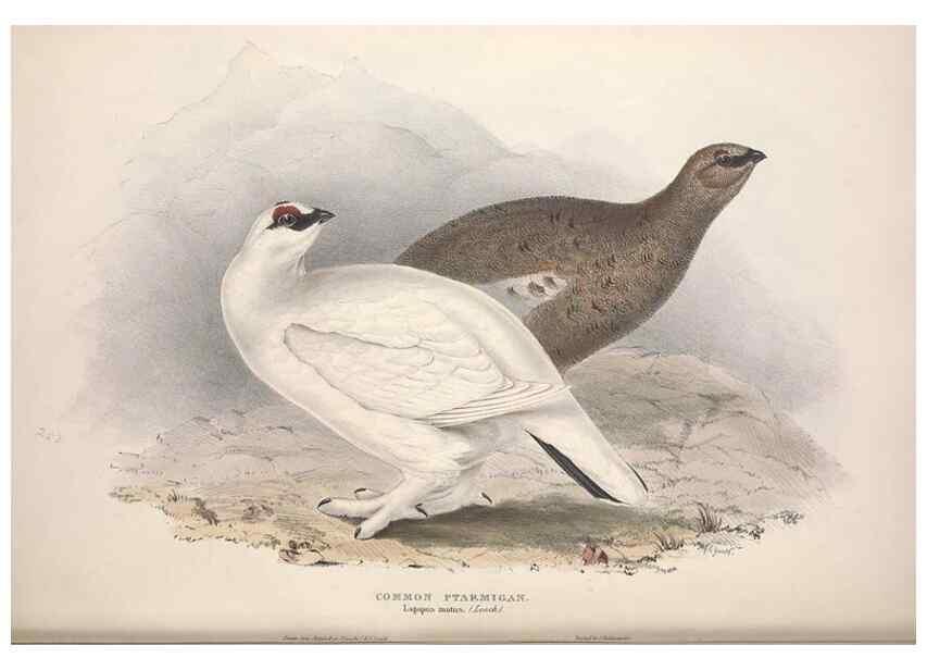Reproducción/Reproduction 31836599507: The birds of Europe.. London,Printed by R. and J.E. Taylor, pub. by the author,1837.. 