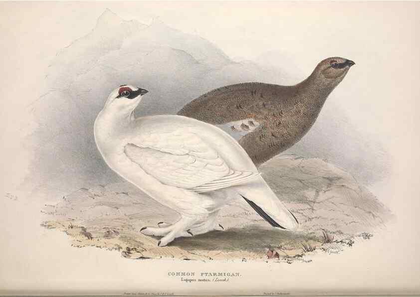 Reproducción/Reproduction 31836599507: The birds of Europe.. London,Printed by R. and J.E. Taylor, pub. by the author,1837.. 