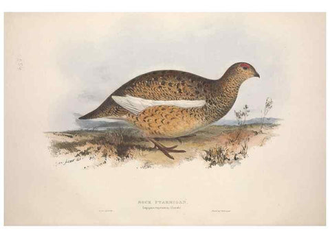 Reproducción/Reproduction 46778392531: The birds of Europe.. London,Printed by R. and J.E. Taylor, pub. by the author,1837.. 