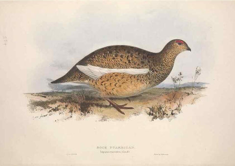Reproducción/Reproduction 46778392531: The birds of Europe.. London,Printed by R. and J.E. Taylor, pub. by the author,1837.. 