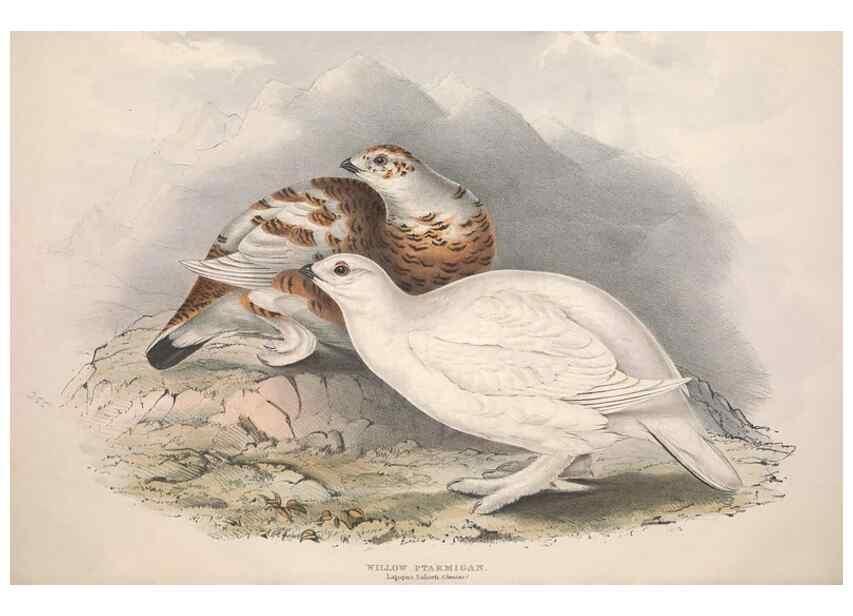 Reproducción/Reproduction 46778393751: The birds of Europe.. London,Printed by R. and J.E. Taylor, pub. by the author,1837.. 