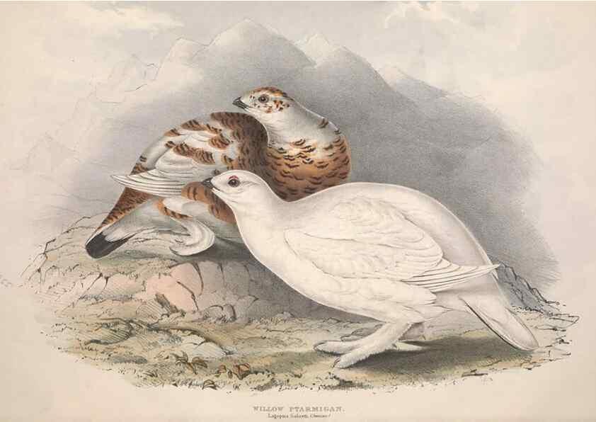 Reproducción/Reproduction 46778393751: The birds of Europe.. London,Printed by R. and J.E. Taylor, pub. by the author,1837.. 