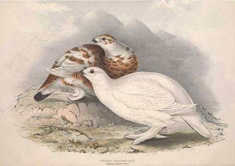 Reproducción/Reproduction 46778393751: The birds of Europe.. London,Printed by R. and J.E. Taylor, pub. by the author,1837.. 