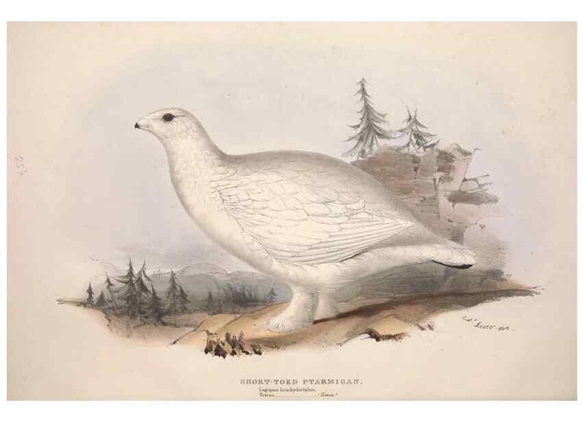 Reproducción/Reproduction 31836601857: The birds of Europe.. London,Printed by R. and J.E. Taylor, pub. by the author,1837.. 