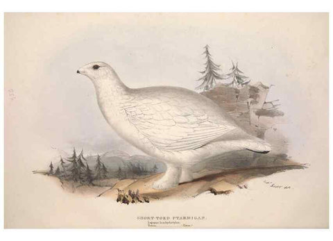 Reproducción/Reproduction 31836601857: The birds of Europe.. London,Printed by R. and J.E. Taylor, pub. by the author,1837.. 