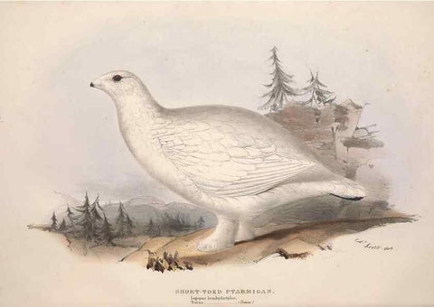 Reproducción/Reproduction 31836601857: The birds of Europe.. London,Printed by R. and J.E. Taylor, pub. by the author,1837.. 