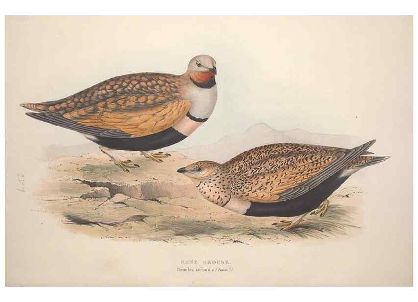 Reproducción/Reproduction 32902695708: The birds of Europe.. London,Printed by R. and J.E. Taylor, pub. by the author,1837.. 
