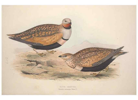 Reproducción/Reproduction 32902695708: The birds of Europe.. London,Printed by R. and J.E. Taylor, pub. by the author,1837.. 