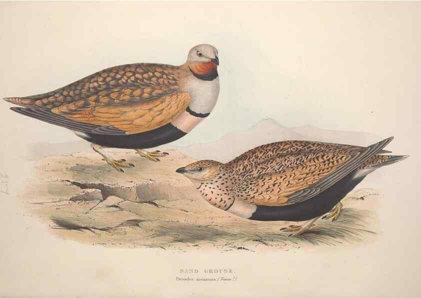 Reproducción/Reproduction 32902695708: The birds of Europe.. London,Printed by R. and J.E. Taylor, pub. by the author,1837.. 