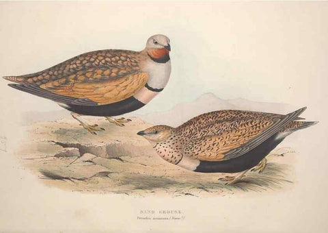 Reproducción/Reproduction 32902695708: The birds of Europe.. London,Printed by R. and J.E. Taylor, pub. by the author,1837.. 
