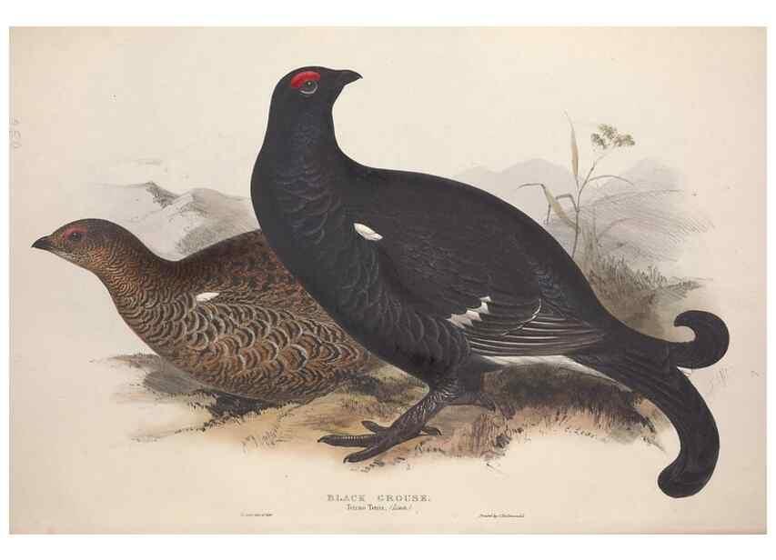 Reproducción/Reproduction 45863274505: The birds of Europe.. London,Printed by R. and J.E. Taylor, pub. by the author,1837.. 
