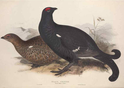 Reproducción/Reproduction 45863274505: The birds of Europe.. London,Printed by R. and J.E. Taylor, pub. by the author,1837.. 