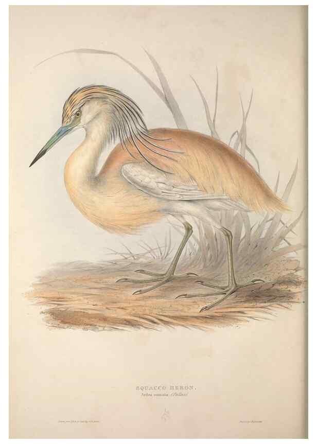 Reproducción/Reproduction 45863032875: The birds of Europe.. London,Printed by R. and J.E. Taylor, pub. by the author,1837.. 