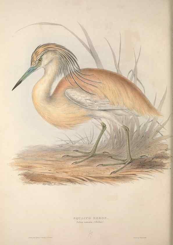 Reproducción/Reproduction 45863032875: The birds of Europe.. London,Printed by R. and J.E. Taylor, pub. by the author,1837.. 