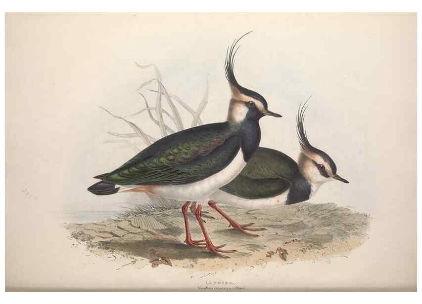 Reproducción/Reproduction 46053300834: The birds of Europe.. London,Printed by R. and J.E. Taylor, pub. by the author,1837.. 