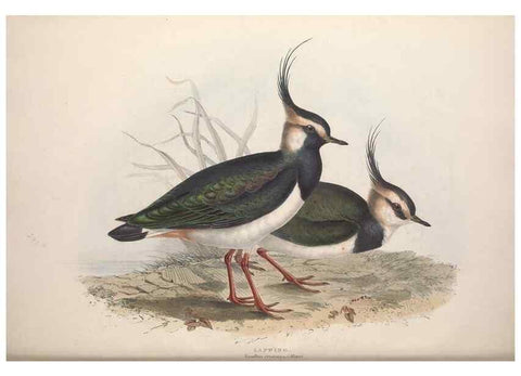 Reproducción/Reproduction 46053300834: The birds of Europe.. London,Printed by R. and J.E. Taylor, pub. by the author,1837.. 
