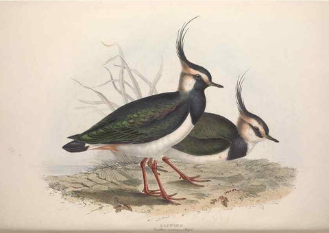 Reproducción/Reproduction 46053300834: The birds of Europe.. London,Printed by R. and J.E. Taylor, pub. by the author,1837.. 