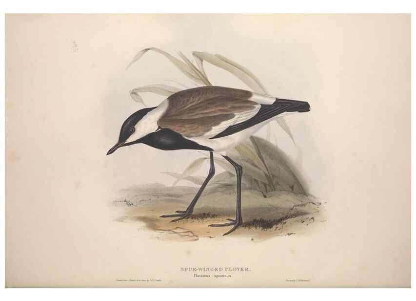 Reproducción/Reproduction 46725678372: The birds of Europe.. London,Printed by R. and J.E. Taylor, pub. by the author,1837.. 