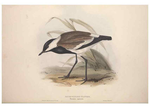 Reproducción/Reproduction 46725678372: The birds of Europe.. London,Printed by R. and J.E. Taylor, pub. by the author,1837.. 