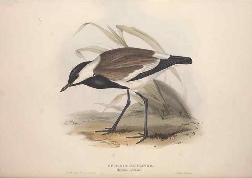 Reproducción/Reproduction 46725678372: The birds of Europe.. London,Printed by R. and J.E. Taylor, pub. by the author,1837.. 