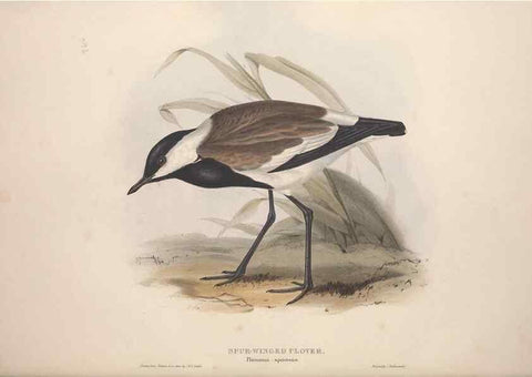 Reproducción/Reproduction 46725678372: The birds of Europe.. London,Printed by R. and J.E. Taylor, pub. by the author,1837.. 