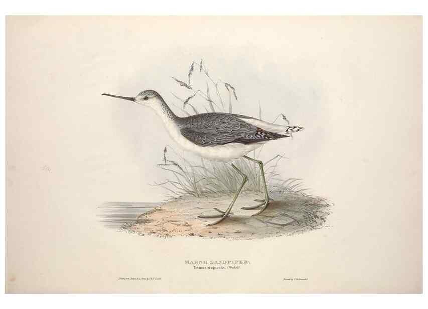 Reproducción/Reproduction 46725706322: The birds of Europe.. London,Printed by R. and J.E. Taylor, pub. by the author,1837.. 