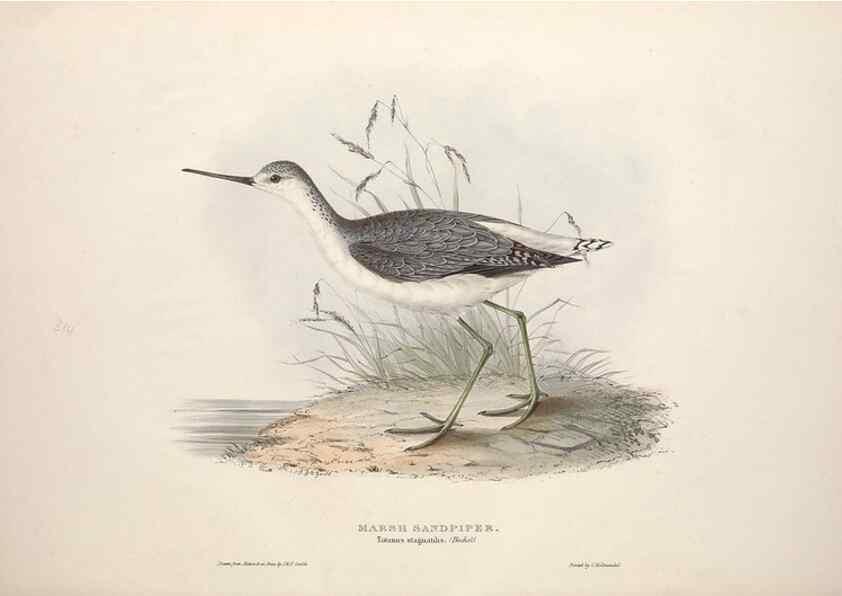 Reproducción/Reproduction 46725706322: The birds of Europe.. London,Printed by R. and J.E. Taylor, pub. by the author,1837.. 