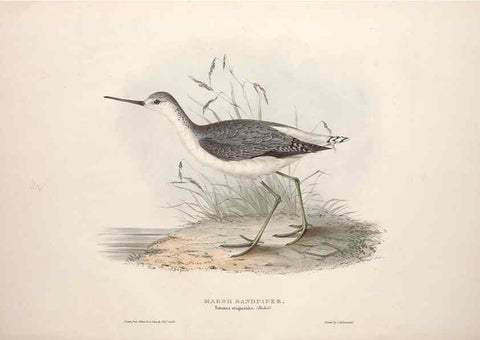 Reproducción/Reproduction 46725706322: The birds of Europe.. London,Printed by R. and J.E. Taylor, pub. by the author,1837.. 