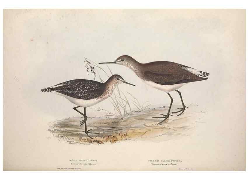 Reproducción/Reproduction 31836634997: The birds of Europe.. London,Printed by R. and J.E. Taylor, pub. by the author,1837.. 