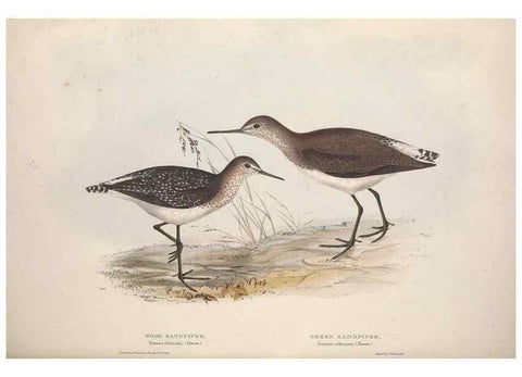 Reproducción/Reproduction 31836634997: The birds of Europe.. London,Printed by R. and J.E. Taylor, pub. by the author,1837.. 