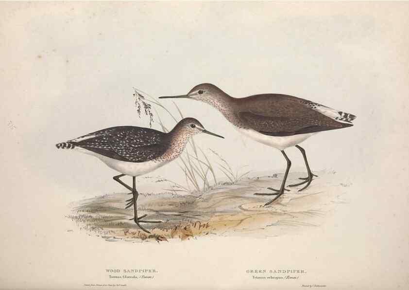 Reproducción/Reproduction 31836634997: The birds of Europe.. London,Printed by R. and J.E. Taylor, pub. by the author,1837.. 