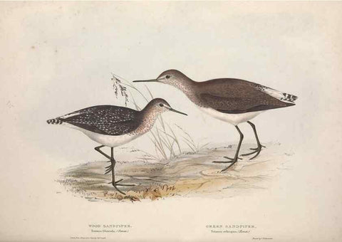 Reproducción/Reproduction 31836634997: The birds of Europe.. London,Printed by R. and J.E. Taylor, pub. by the author,1837.. 