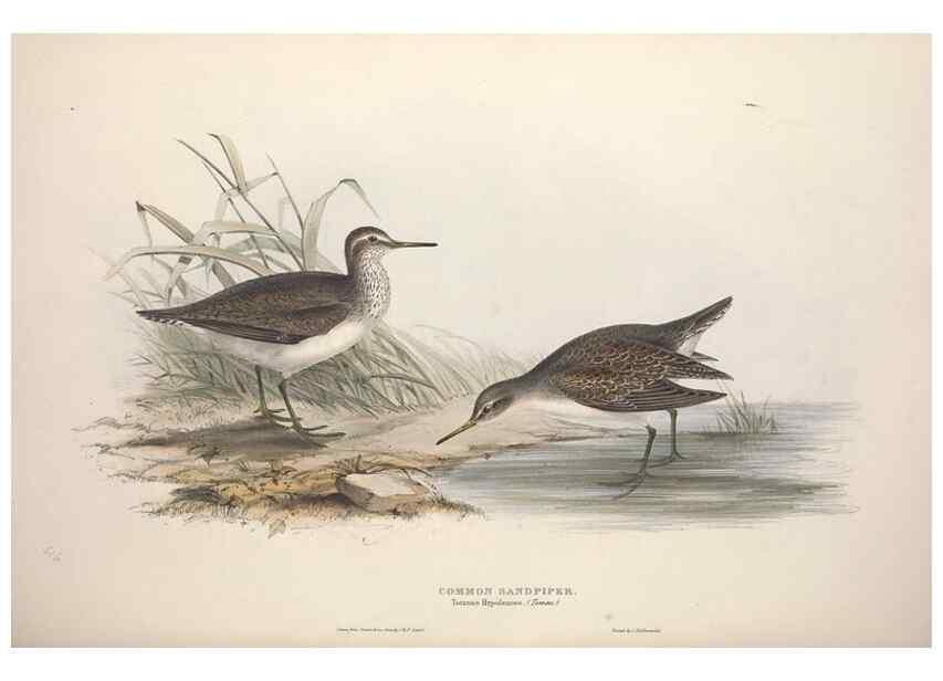 Reproducción/Reproduction 39813073643: The birds of Europe.. London,Printed by R. and J.E. Taylor, pub. by the author,1837.. 