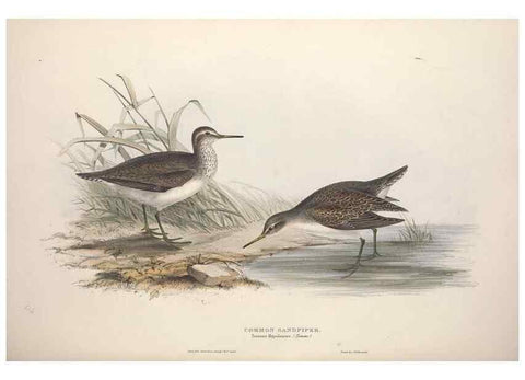 Reproducción/Reproduction 39813073643: The birds of Europe.. London,Printed by R. and J.E. Taylor, pub. by the author,1837.. 