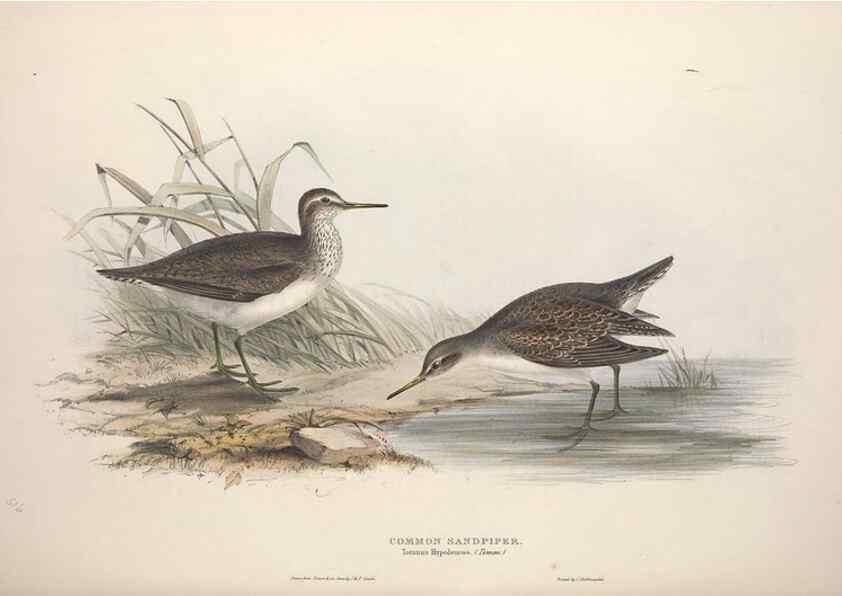 Reproducción/Reproduction 39813073643: The birds of Europe.. London,Printed by R. and J.E. Taylor, pub. by the author,1837.. 