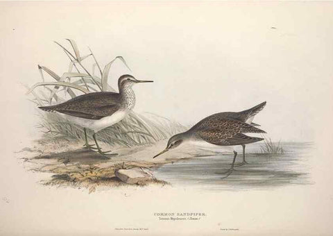 Reproducción/Reproduction 39813073643: The birds of Europe.. London,Printed by R. and J.E. Taylor, pub. by the author,1837.. 