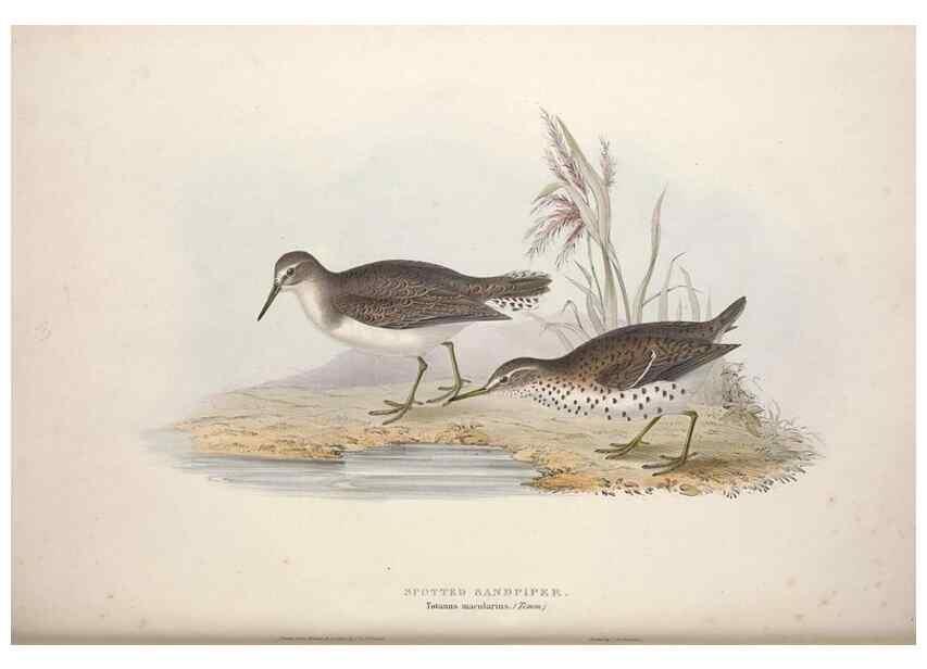 Reproducción/Reproduction 46053322854: The birds of Europe.. London,Printed by R. and J.E. Taylor, pub. by the author,1837.. 