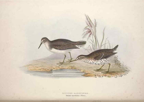 Reproducción/Reproduction 46053322854: The birds of Europe.. London,Printed by R. and J.E. Taylor, pub. by the author,1837.. 
