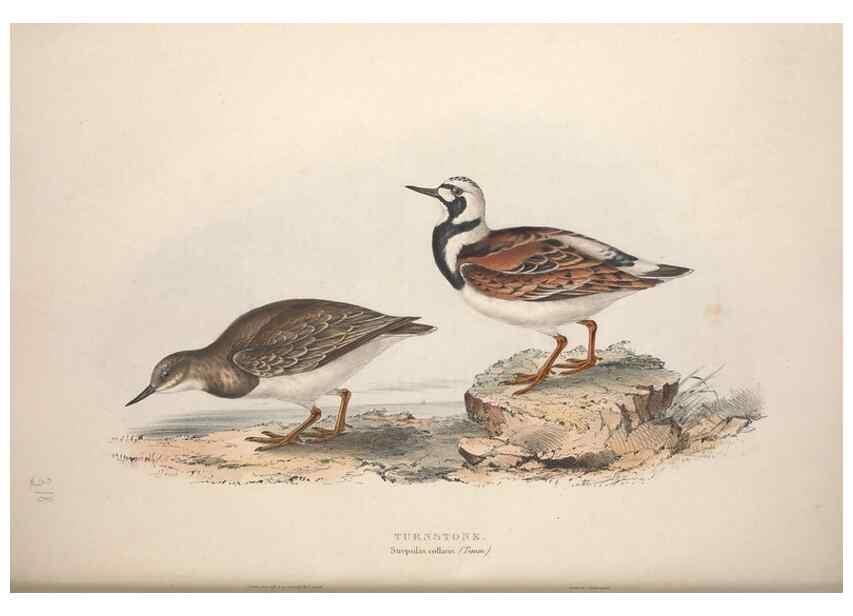 Reproducción/Reproduction 46725711452: The birds of Europe.. London,Printed by R. and J.E. Taylor, pub. by the author,1837.. 