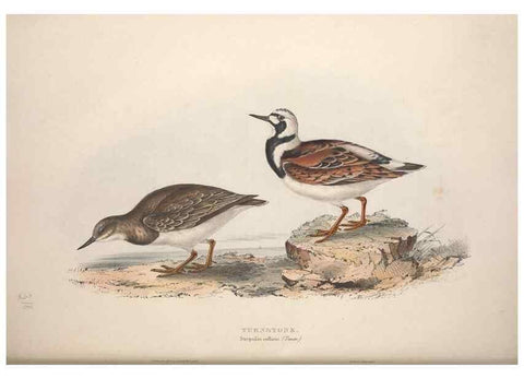 Reproducción/Reproduction 46725711452: The birds of Europe.. London,Printed by R. and J.E. Taylor, pub. by the author,1837.. 