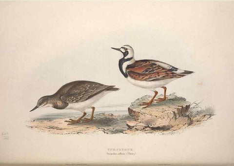 Reproducción/Reproduction 46725711452: The birds of Europe.. London,Printed by R. and J.E. Taylor, pub. by the author,1837.. 