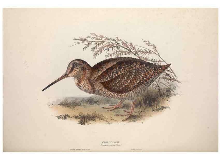 Reproducción/Reproduction 31836637467: The birds of Europe.. London,Printed by R. and J.E. Taylor, pub. by the author,1837.. 